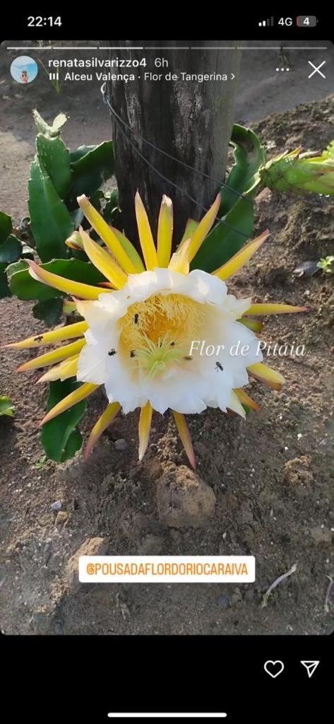 Pousada Flor Do Rio Caraiva Exterior photo
